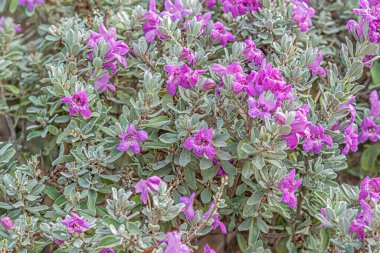 Löcophyllum Frutescens 'ın çiçek arkaplanı