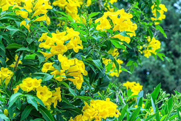 Spring Floral Background Blooming Tecoma Castanifolia — 스톡 사진