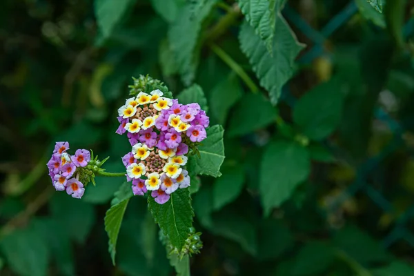 Άνοιξη Floral Φόντο Της Ανθοφορίας Lantana Camara — Φωτογραφία Αρχείου