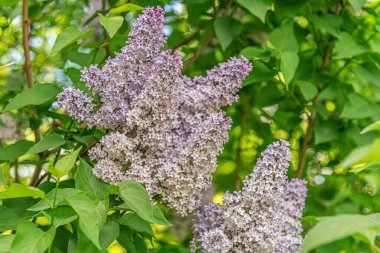 spring floral background of blooming lilac in a park