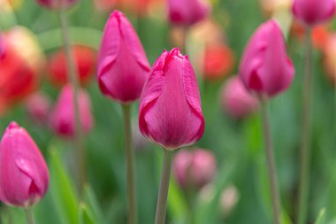 beautiful spring floral background of pink tulips in drops of water on a flowerbed in a park