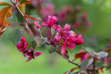 beautiful spring background of decorative apple tree malus niedzwetzkyana branch in a park close up
