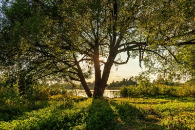Orman gölünde gün batımı altın saatinde