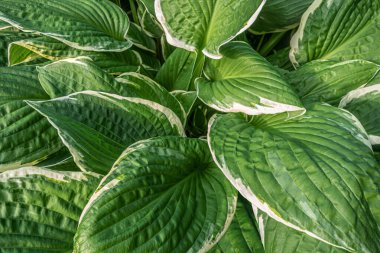 Hosta Albomarginata 'nın soyut çiçek arkaplanı