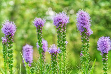 floral background of blooming liatris flowers in a garden close up clipart