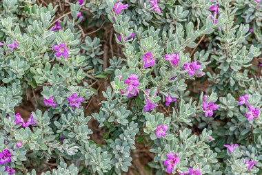 Löcophyllum Frutescens 'ın çiçek arkaplanı