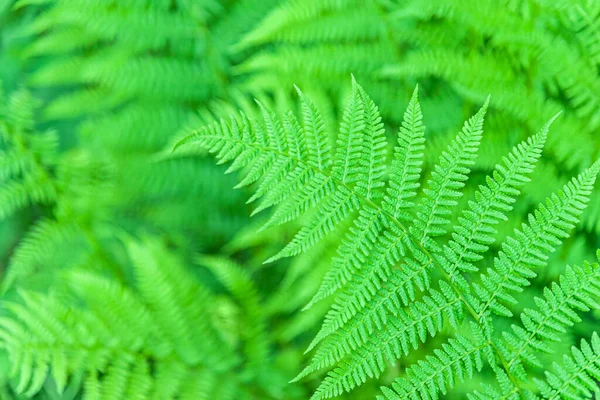 Bloemige Achtergrond Varenblad Van Dichtbij Ondiepe Scherptediepte — Stockfoto