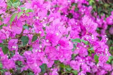 Çalı parlak mor bougainvillea çiçekli arka plan