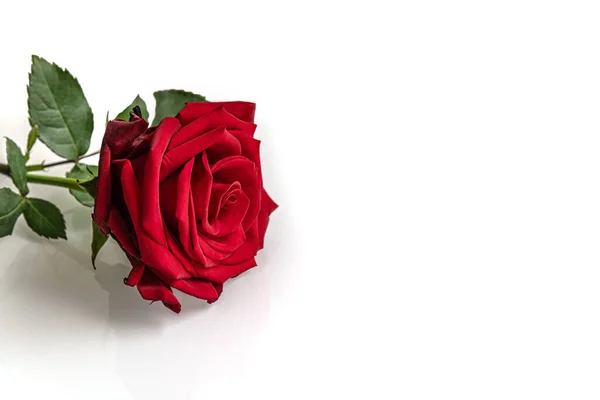 Floraler Hintergrund Von Roter Rose Auf Weißem Glastisch Großaufnahme Mit — Stockfoto