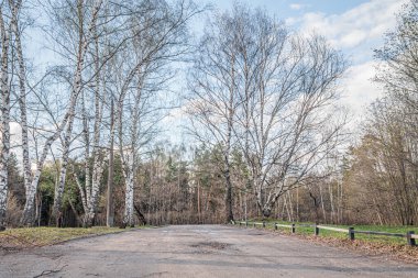 Aydınlık bir bahar gününde bir ormanın içinden geçen toprak bir yolun kırsal manzarası
