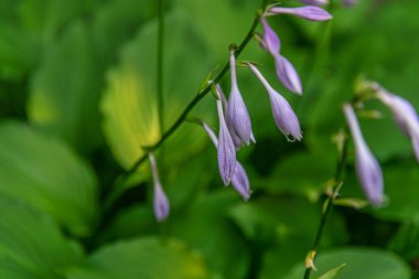 Bahçede çiçek açan ev sahibinin soyut arkaplanı. Kapalı, sığ alan derinliği.