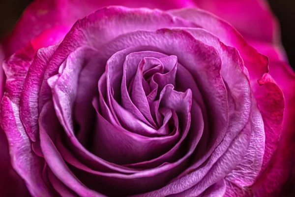 Abstrakcyjne Kwiatowe Tło Purpurowe Róża Płytka Głębokość Pola — Zdjęcie stockowe