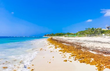 Playa del Carmen Meksika 'daki 88 Punta Esmeralda tropikal Meksika plajında kızıl yosun sargazosu..