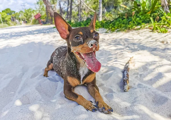 Mexikanischer Brauner Chihuahua Hund Strand Mit Stock Playa Del Carmen — Stockfoto