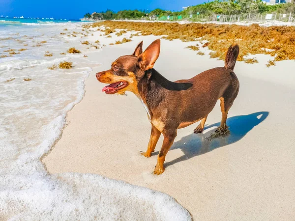 Μεξικάνικο Καφέ Σκυλί Chihuahua Στην Παραλία Στην Playa Del Carmen — Φωτογραφία Αρχείου