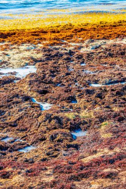 Kırmızı çok iğrenç deniz yosunu sargazosu tropik Meksika plajında 88 Punta Esmeralda Playa del Carmen Mexico 'da.