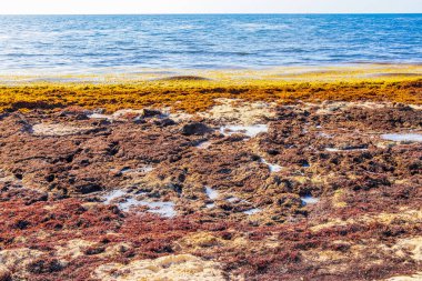 Kırmızı çok iğrenç deniz yosunu sargazosu tropik Meksika plajında 88 Punta Esmeralda Playa del Carmen Mexico 'da.