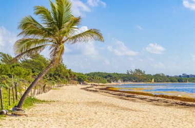 Playa del Carmen Meksika 'daki 88 Punta Esmeralda tropik Meksika plajında doğa ve palmiye ağaçları..