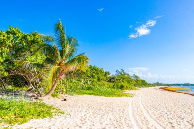 Playa del Carmen Meksika 'daki 88 Punta Esmeralda tropik Meksika plajında doğa ve palmiye ağaçları..