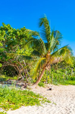 Playa del Carmen Meksika 'daki 88 Punta Esmeralda tropik Meksika plajında doğa ve palmiye ağaçları..