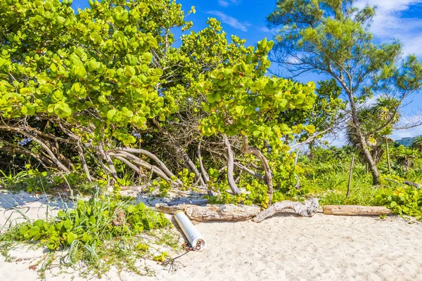 熱帯メキシコのビーチに自然とヤシの木88 Punta Esmeralda Playa Del Carmen Mexico — ストック写真
