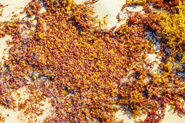 Playa del Carmen Meksika 'da tropik Meksika plajında kırmızı yosun sargazo dokusu 88 Punta Esmeralda.