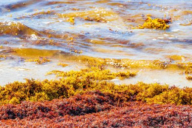 Kırmızı çok iğrenç deniz yosunu sargazosu tropik Meksika plajında 88 Punta Esmeralda Playa del Carmen Mexico 'da.