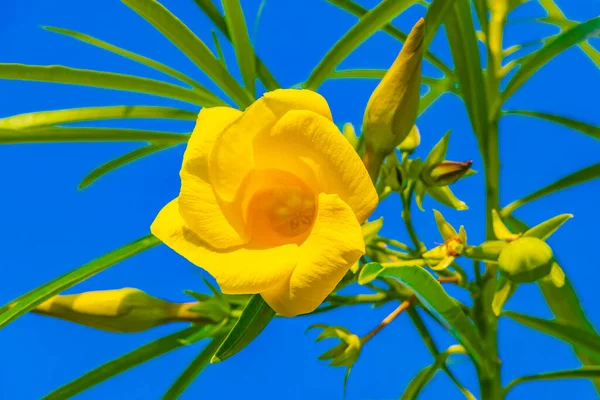 Желтый Цветок Олеандра Дереве Зелеными Листьями Голубым Небом Плайя Дель — стоковое фото