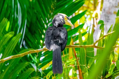 Koh Phayam Ranong Tayland 'daki tropikal ormanda büyük sarı gagalı büyük Hint boynuzlu kuşu..