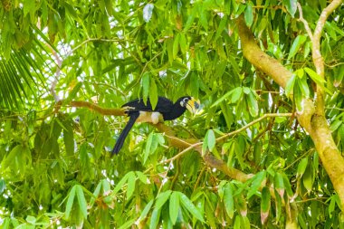 Koh Phayam Ranong Tayland 'daki tropikal ormanda büyük sarı gagalı büyük Hint boynuzlu kuşu..