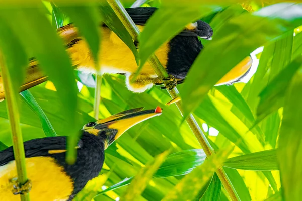 Los Grandes Pájaros Carey Indio Con Pico Amarillo Alimentan Mutuamente —  Fotos de Stock