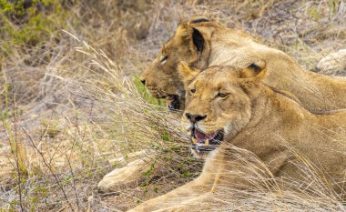 Aslanlar Güney Afrika 'daki Kruger Ulusal Parkı' nda Mpumalanga 'daki safaride dinleniyorlar..