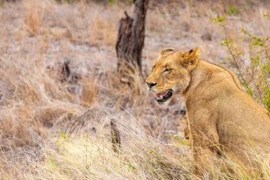 Aslanlar Güney Afrika 'daki Kruger Ulusal Parkı' nda Mpumalanga 'daki safaride dinleniyorlar..