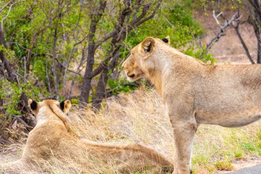 Aslanlar Güney Afrika 'daki Kruger Ulusal Parkı' nda Mpumalanga 'daki safaride dinleniyorlar..
