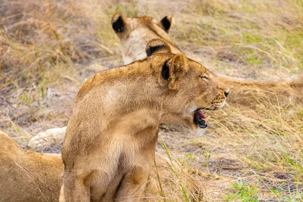 Львы Отдыхают Национальном Парке Крюгер Южной Африке Сафари Мпумаланге — стоковое фото