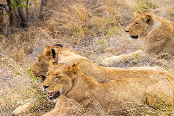 Los Leones Relajan Parque Nacional Kruger Sudáfrica Safari Mpumalanga — Foto de Stock