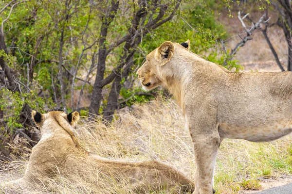 Leões Relaxam Parque Nacional Kruger África Sul Safári Mpumalanga — Fotografia de Stock