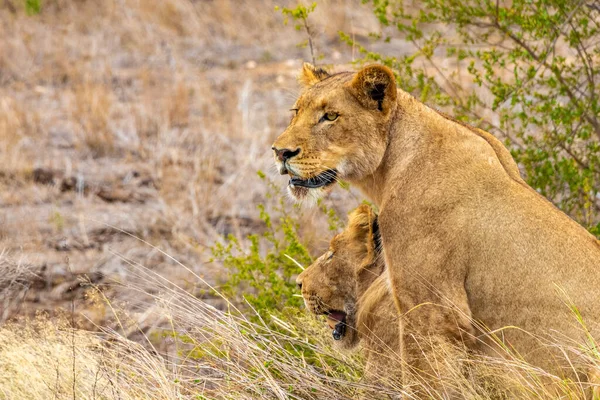 Leões Relaxam Parque Nacional Kruger África Sul Safári Mpumalanga — Fotografia de Stock