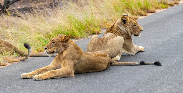 Leones Relajarse Calle Parque Nacional Kruger Sudáfrica Safari Mpumalanga — Foto de Stock