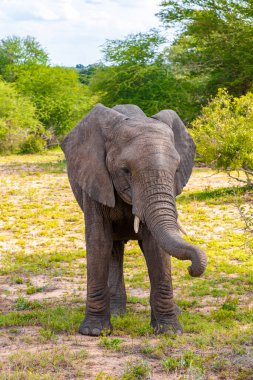 Güney Afrika 'daki Kruger Ulusal Parkı' nda safaride yeşil doğada beş Afrika fili..