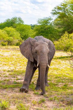 Güney Afrika 'daki Kruger Ulusal Parkı' nda safaride yeşil doğada beş Afrika fili..
