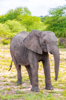 Güney Afrika 'daki Kruger Ulusal Parkı' nda safaride yeşil doğada beş Afrika fili..