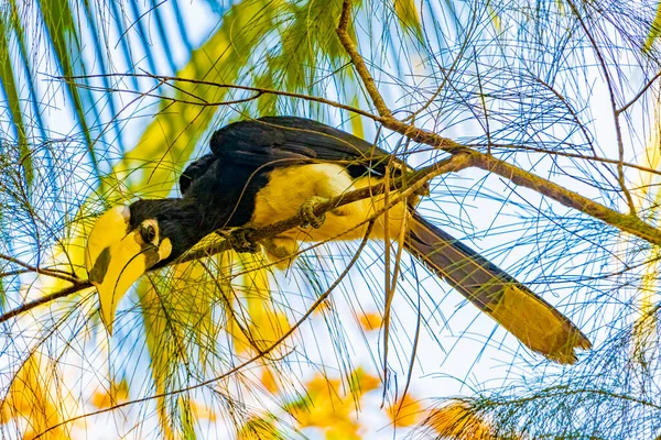 Grote Indische Neushoornvogel Met Grote Gele Snavel Snavel Blauwe Lucht — Stockfoto