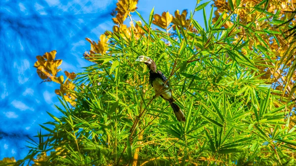 Grote Indische Neushoornvogel Met Grote Gele Snavel Snavel Blauwe Lucht — Stockfoto