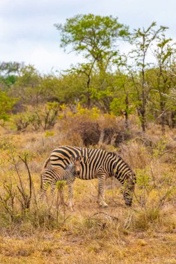 Güzel çizgili anne ve çocuk zebra Güney Afrika 'daki Kruger Ulusal Parkı' nda safaride..