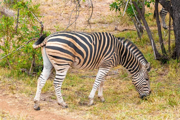 Bella Zebra Strisce Mentre Mangia Nella Natura Safari Nel Kruger — Foto Stock