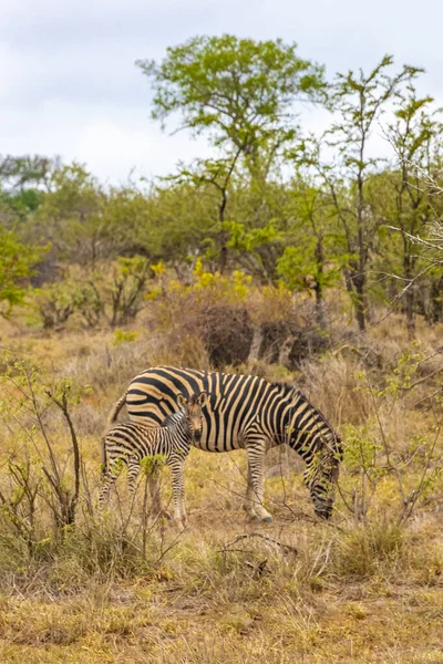 Bella Madre Strisce Bambino Zebra Nella Natura Safari Nel Kruger — Foto Stock