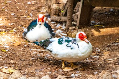 Yunanistan 'ın Rodini Parkı' ndaki Rodini Parkı 'nda siğil suratlı garip ördekler..