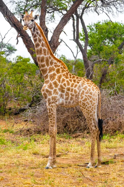 Piękna Wysoka Majestatyczna Żyrafa Naturze Safari Parku Narodowym Kruger Rpa — Zdjęcie stockowe