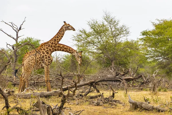 Beautiful tall majestic couple of giraffes in the nature on safari in Kruger National Park in South Africa.